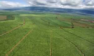 Aerial farmland with irrigation canals highlighting why an ALTA survey is needed to identify hidden easements